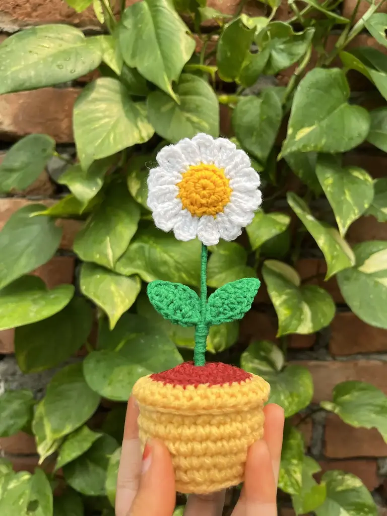 Daisy Delight.webp