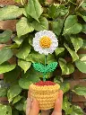 Daisy Delight.webp